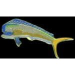 OCEAN FISH PINS DORADO MAHI-MAHI DOLPHINFISH FISH PIN 